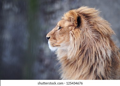 Portrait Of A Lion In Profile
