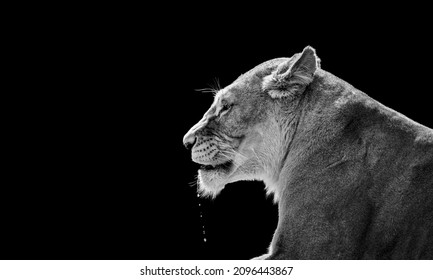 Portrait Of Lioness ,isolated On Black Background