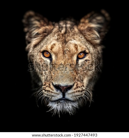 Portrait of a lioness on black background. Lovely Lioness. Close-up African lioness (Panthera leo).