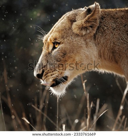 Portrait of a lioness in the rain - Kruger National Park - South Africa