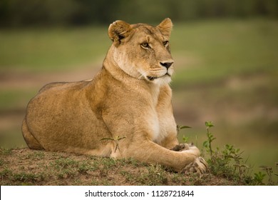 A portrait of a lioness relaxing on grass in a park in Africa