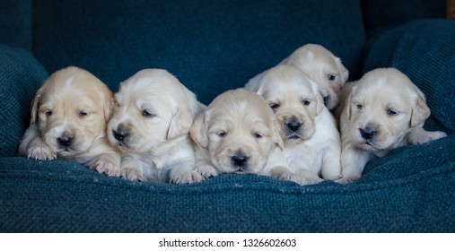 Portrait Litter Adorable Golden Retriever Puppies Stock Photo