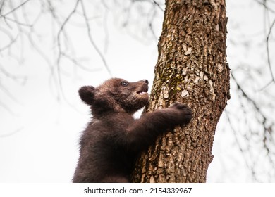 Portrait of a little bear cub climbing a tree. Wildlife protection concept.