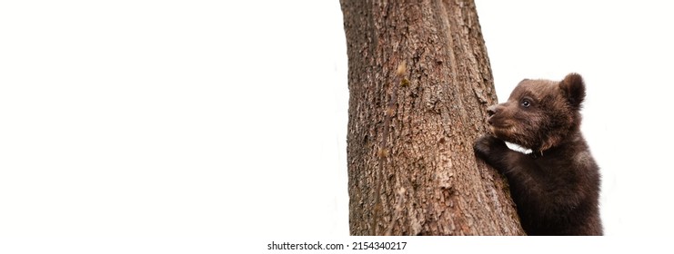 Portrait of a little bear cub climbing a tree. Wildlife protection concept. Isolation on white.