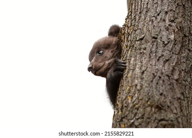 Portrait of a little bear cub climbing a tree. Wildlife protection concept. Isolation on white.