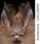 Portrait of Little Big-eared Bat (Micronycteris megalotis ).