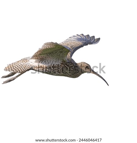 portrait of a little bird  flying wide spread wings and flushing feathers on white isolated background
