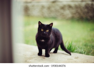 Portrait Of A Little Black Cat