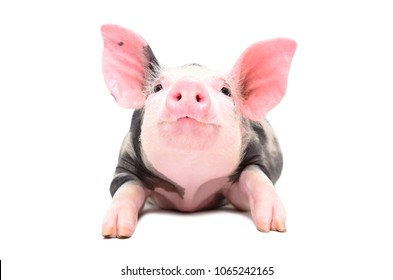 Portrait of a little cheerful pig, lying isolated on white background