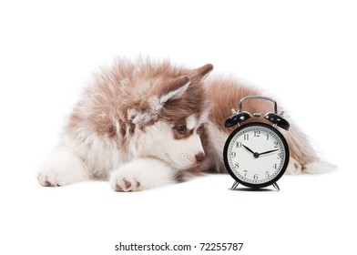 Portrait of little cute brown puppy of Siberian husky dog with clock isolated