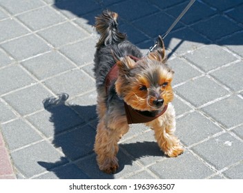 Portrait Of A Little Decorative Yorkshire Terrier Of Pale Orange Color