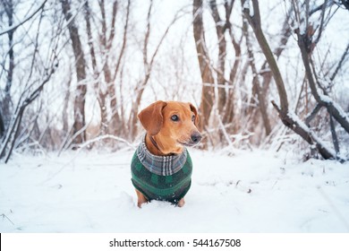 Portrait Of A Little Dog, Dressed In A Coat, In The Winter Woods. Toned Image.