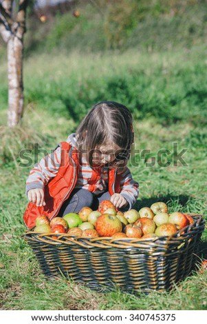 Image, Stock Photo Little girl looking apples in basket with harvest