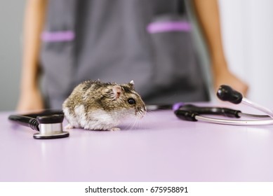 Portrait of a little hamster. Veterinary Concept. - Powered by Shutterstock