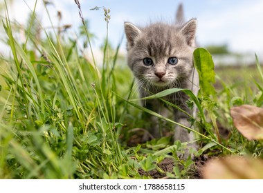 Portrait of a little kitten in green grass on the nature. - Shutterstock ID 1788658115