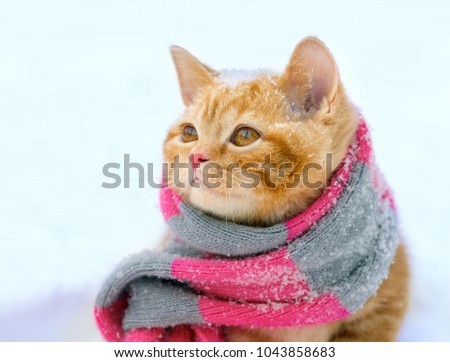 Portrait of a little kitten wearing knitted scarf outdoors in winter