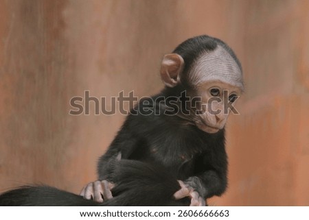 portrait of a little monkey expression