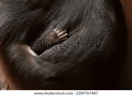 portrait of a little monkey hand in its mother's arms