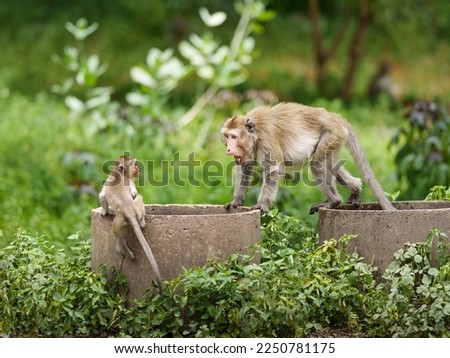 Portrait, Little Monkey or Macaca in forest park are being threatened by the primates leadership, its scream fearful, making eye contact, they are fearful, dangerous, threatening and ready to fight