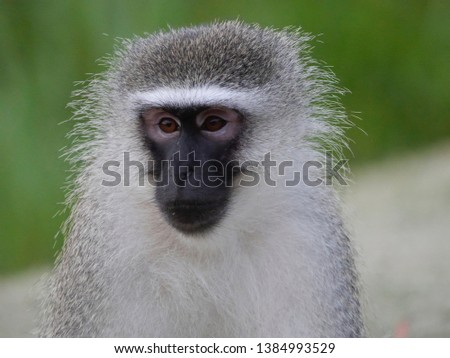 Portrait of a little monkey -  Vervet Monkey (Cercopithecus aethiops)
