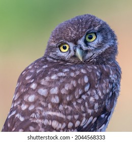 Portrait Little Owl Is With Her Head Turned. Athene Noctua.