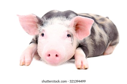 Portrait of the little pig lying isolated on white background