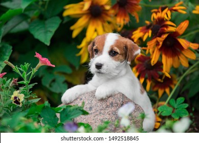 Portrait Of Little Puppy Jack Russell Terrier Dog Standing Paws On Stones Outside Summer In Flower Bed