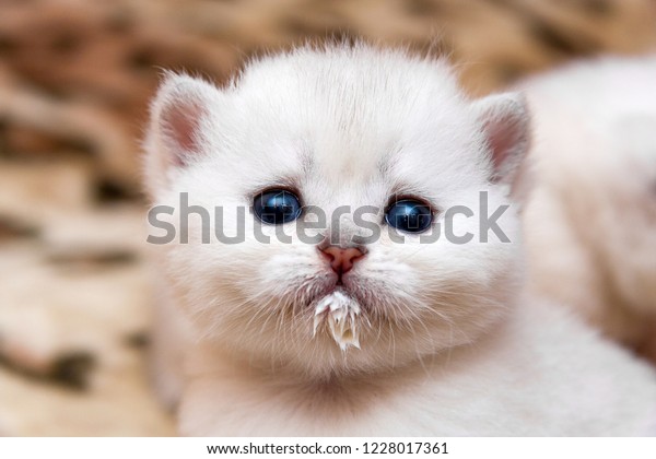 牛乳を飲み 鼻口部に汚れた小さな白い子猫のポートレート 食べながら 青い目を牛乳で汚したかわいい子猫の頭 の写真素材 今すぐ編集