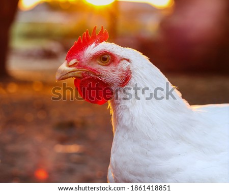 Portrait of a live white chicken at sunset.