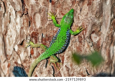 Portrait of a lizard basking on a tree trunk. A lizard climbing a tree on a sunny day. A green lizard on a tree trunk. A green lizard on a tree. Selective focus.
