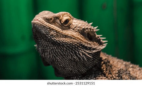 portrait of lizard iguana reptile head close up - Powered by Shutterstock