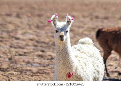 Portrait Of A Llama, Bolevian Andes