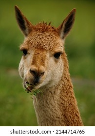 A Portrait Of A Llama Chewing Food In A Zoo.