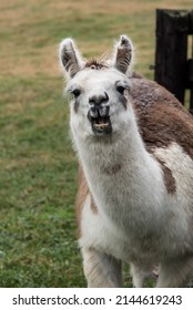 Portrait Of A Llama In A Field Chewing Grass