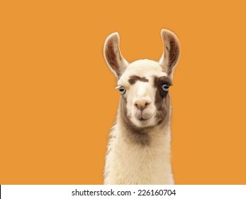 Portrait Of A Llama Isolated On Orange