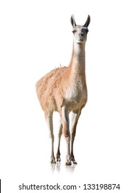 Portrait Of Llama Isolated On White Background