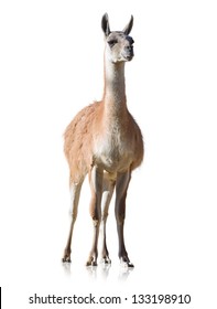 Portrait Of Llama Isolated On White Background