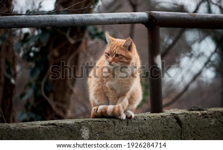 Portrait of lonely red striped street cat with hard fate and scratches on muzzle. Beautiful red haired young kitten sits and poses in nature.