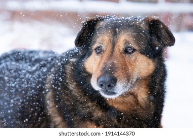 Portrait Of Lonely Stray Sad Homeless Dog In Snow At A Winter Snowy Cold Day. Animal Care, Adoption, Shelter Concept