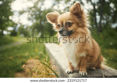 Portrait of long haired chihuahua. Small dog sitting on wooden bench in public park and and curiously looking at camera.
