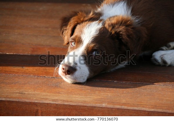 Portrait Long Haired Red Brown White Stock Photo Edit Now 770136070