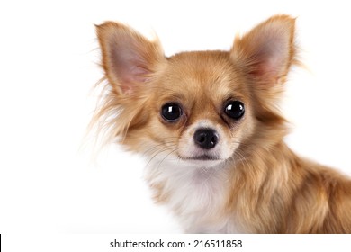 Long Hair Chihuahua Hd Stock Images Shutterstock