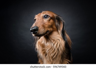 Red Short Haired Dachshund Images Stock Photos Vectors