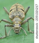 Portrait of a longhorn beetle with yellow hairs and two black spots, standing on a green leaf (Black-spotted Longhorn Beetle, Rhagium mordax)