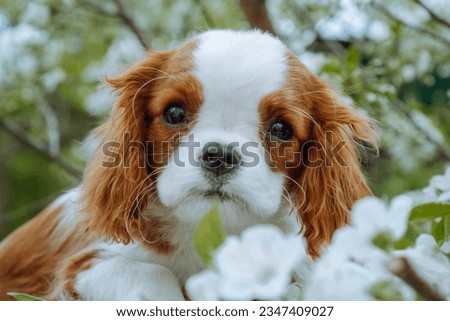 Portrait of loveable Cavalier King Charles Spaniel puppy with reddish ears walking outdoor next to cherry flowers. Baby dog with shaggy fur resting in blossom on warm day.