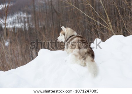 Portrait of lovely beige and white dog breed siberian husky in winter forest. Image of Cute husky topdog is lying on the hill on the snow and observing mountains and forest.