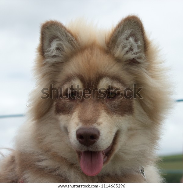 Portrait Lovely Finnish Lapphund Puppy Stock Photo Edit Now