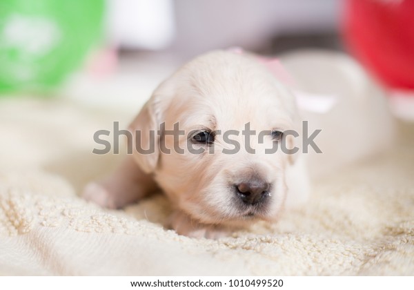 Portrait Lovely Golden Retriever Puppy Girl Stock Photo Edit Now