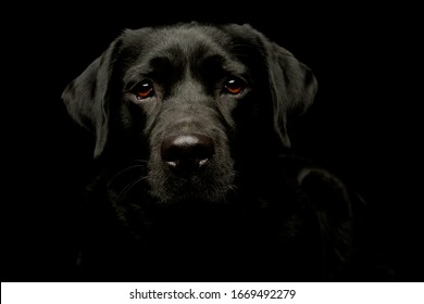 Portrait of a lovely labrador retriever looking curiously at the camera