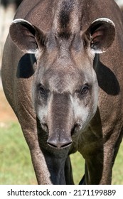 A Portrait Of A Lowland Tapir Is Walking On The Path Towards You  In Brazil